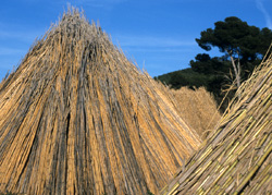 Ethnobotanique de la Canne de Provence