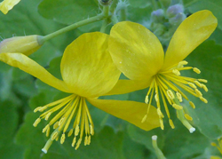 Plantes médicinales : la chélidoine