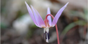 Erythronium dens-canis observée lors d'une sortie naturaliste